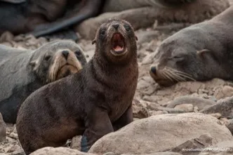 Playa de la Ruta El Huaro y avistamiento de lobos marinos, Áncash